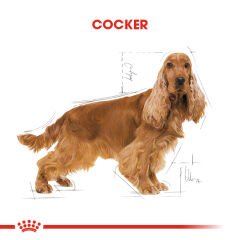 Royal Canin Cocker Yetişkin Köpek Maması 3kg