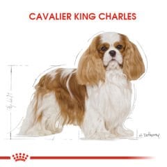 Royal Canin Cavalier King Charles Adult Yetişkin Köpek Maması 3kg