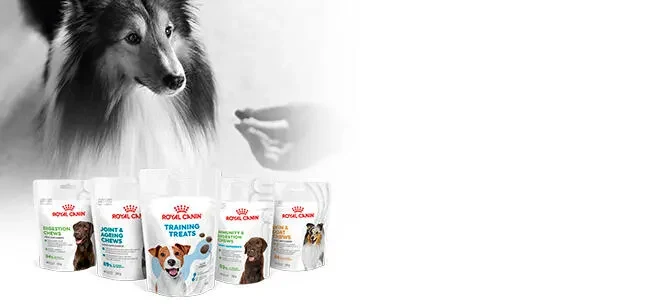 Royal Canin Sterilised 37 Kısırlaştırılmış Yetişkin Kedi Maması